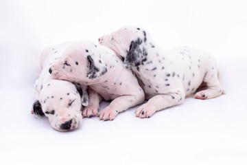 Three puppy dogs of the Dalmata breed on white background. Precious animals.