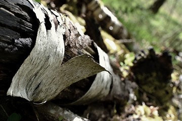 Krafttanken im Hechtmoor - Mai 2020