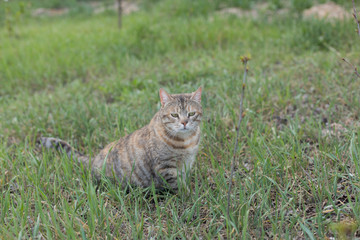 Naklejka na ściany i meble a tabby cat walks in the green grass