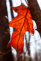 A red leaf to which the sun shines through the veins
