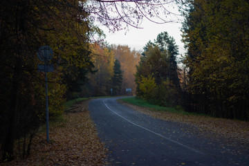 Fototapeta premium road in autumn forest