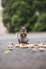 A hungry squirrel eats peanuts © Nicole