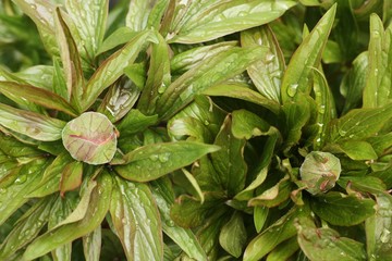 Obraz premium Beautiful peony buds with dew close up