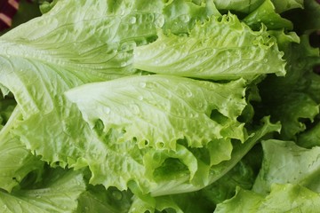 Fresh green lettuce leaves close up view