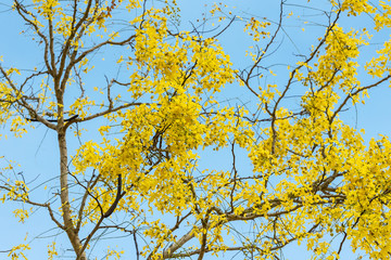 Beautiful Cassia fistula (Golden shower tree) blossom blooming on the tree with nature blurred background, known as golden rain tree, canafistula, and ratchapruek in Thailand.