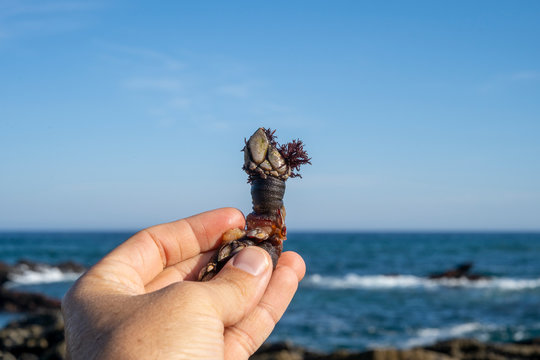 Goose barnacles known as perceves. Famous tasty expensive seafood . From crustaceans family