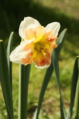 Beautiful yellow narcissus in the summer garden