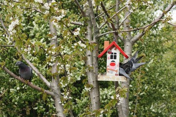 Gray pigeon in the feeder on the tree
