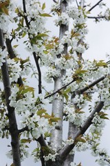 Tree with beautiful white flowers in the garden