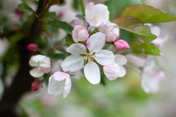 Fototapeta na wymiar White apple blossom with buds on a green background.