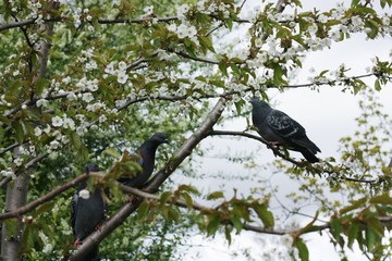 Grey pigeons on tree branches in the garden