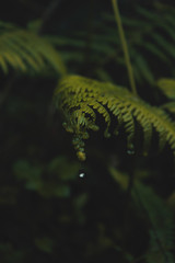 foto de helecho con una gota cayendo