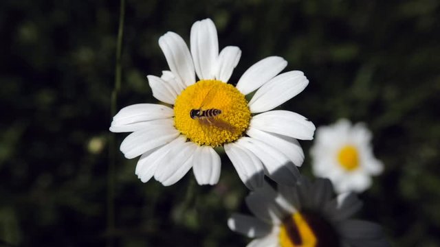 une abeille sur une p&acirc;querette