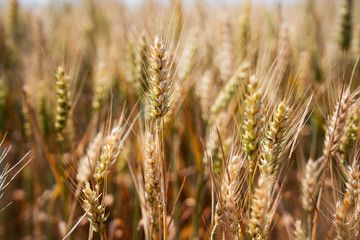 Fields of wheat at the end of summer fully ripe