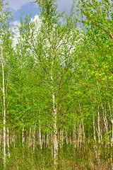 Green birch tree forest in spring