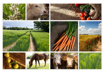 Agriculture collage, food production, summer autumn field, wheat, apples, cows, cattle. Rural seasonal pictures of nature and food production