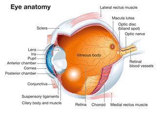 Human eye anatomy, labeled