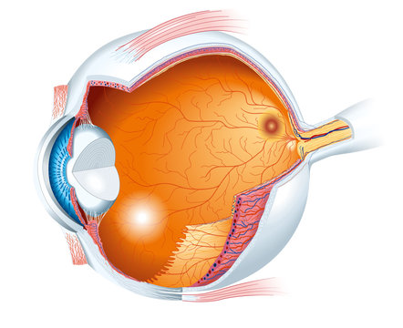 Human eye anatomy, medically accurate illustration