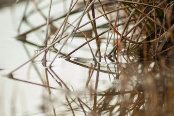 Tallos de plantas reflejándose en el agua 