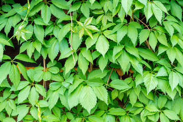 decorative grapes are wrapped around the stone wall. Landscape design