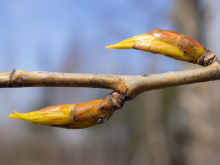 buds in spring day