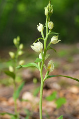 Fototapeta premium weißes waldvögelein , cephalanthera damasonium nähe ringgau lüderbach in nordhessen