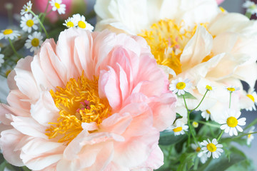 Beautiful soft white macro pink petals peony with a vibrant yellow heart.