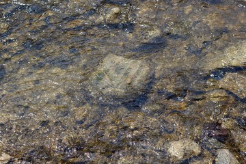 A close view of the rocks in the water of the creek.