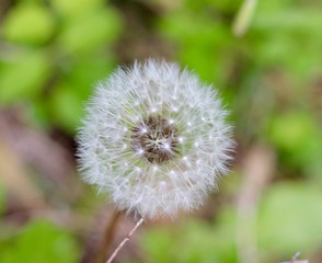 A close view of the blow ball dandelion weed.