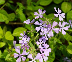 A close view of the purple wildflowers.
