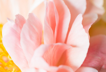 Beautiful soft white macro pink petals peony with a vibrant yellow heart.