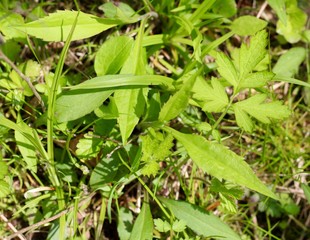 A close view of the green leaves and grass ground surface.