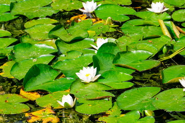 photo of a lotus in lake