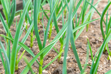 garlic plants in the field, agricultural background. Spring harvest. Rows in the ground. selective focus
