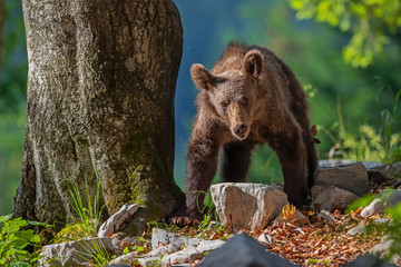 Brown bear - close encounter with a young wild brown bear looking for food in the forest and...