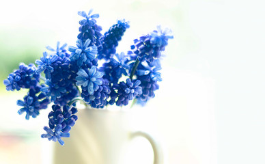 Blue Muscari flowers close up. A group of Grape hyacinth (Muscari armeniacum) blooming in the spring.