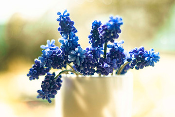 Blue Muscari flowers close up. A group of Grape hyacinth (Muscari armeniacum) blooming in the spring.