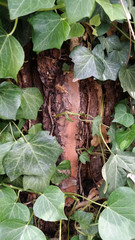 details of tree trunks