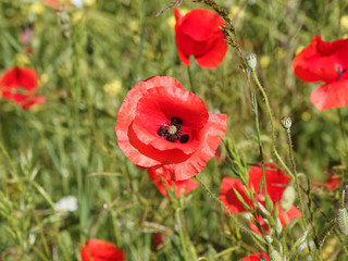 (Papaver rhoeas) Close up on red petals and stems of common poppy or field poppy
