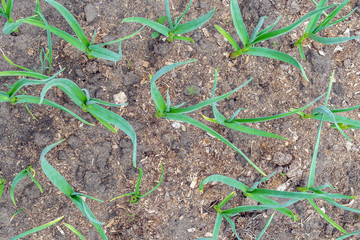 sprouts of garlic grow on a bed in the spring in the garden. growing organic plants and vegetables