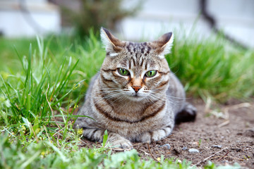 A beautiful brown tabby wild cat is resting in the grass. The concept of the maintenance of Pets.