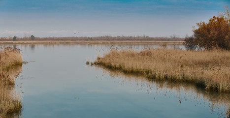 Blue sea of the lagoon of Caorle in Venice in Italy in the middle of the yellow reeds that are reflected in the water