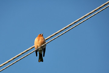 Alone bird on the wire against the blue sky. Robin sitting on wires.