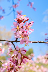 Cherry tree blossom, Kirsikkapuisto (Cherry Tree Park) in Roihuvuori, Helsinki, Finland