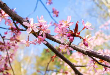Cherry tree blossom, Kirsikkapuisto (Cherry Tree Park) in Roihuvuori, Helsinki, Finland