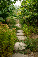 Naklejka premium Path through the green garden