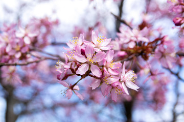 Cherry tree blossom, Kirsikkapuisto (Cherry Tree Park) in Roihuvuori, Helsinki, Finland