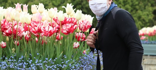 Tulipany wąchane w maseczce, epidemia koronawirusa