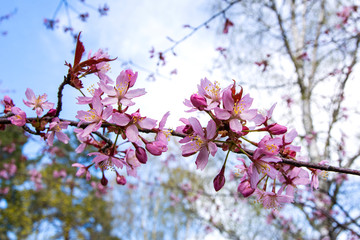 Cherry tree blossom, Kirsikkapuisto (Cherry Tree Park) in Roihuvuori, Helsinki, Finland