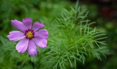 Solitary Purple Flower, with Copy Space